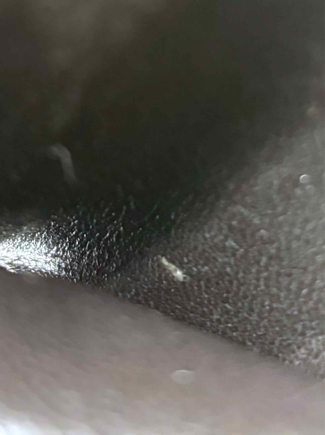 Gucci Monogram Canvas Web Hasler Horsebit Wallet